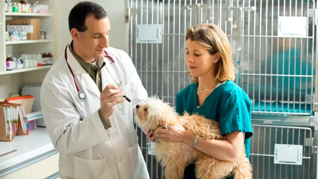 Recruitment in the field of Veterinary Medicine (Img: Google)
