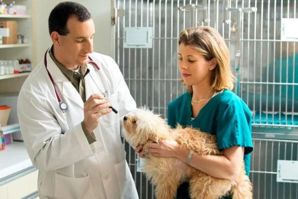 Recruitment in the field of Veterinary Medicine (Img: Google)