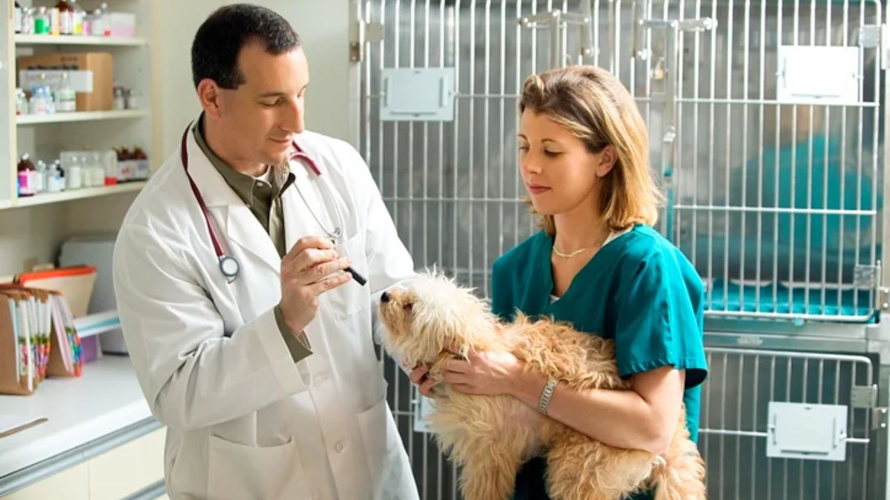 Recruitment in the field of Veterinary Medicine (Img: Google)